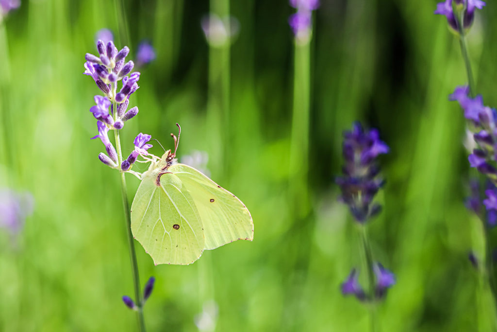 papillon blanc sur brin lavande