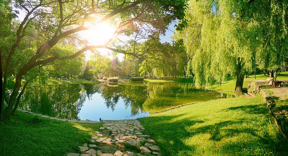 etang lumineux entoure de saule pleureur